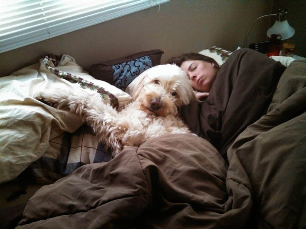 Goldendoodle and female owner in bed under covers