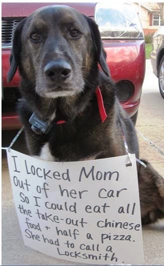 Dog locked mom out of car and ate Chinese.