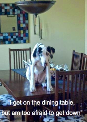 Dog can't get off dining table.