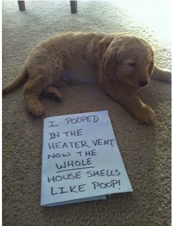 Puppy pooped in heating vent. 