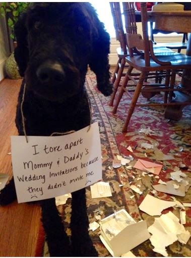 Dog tore up wedding invitations.