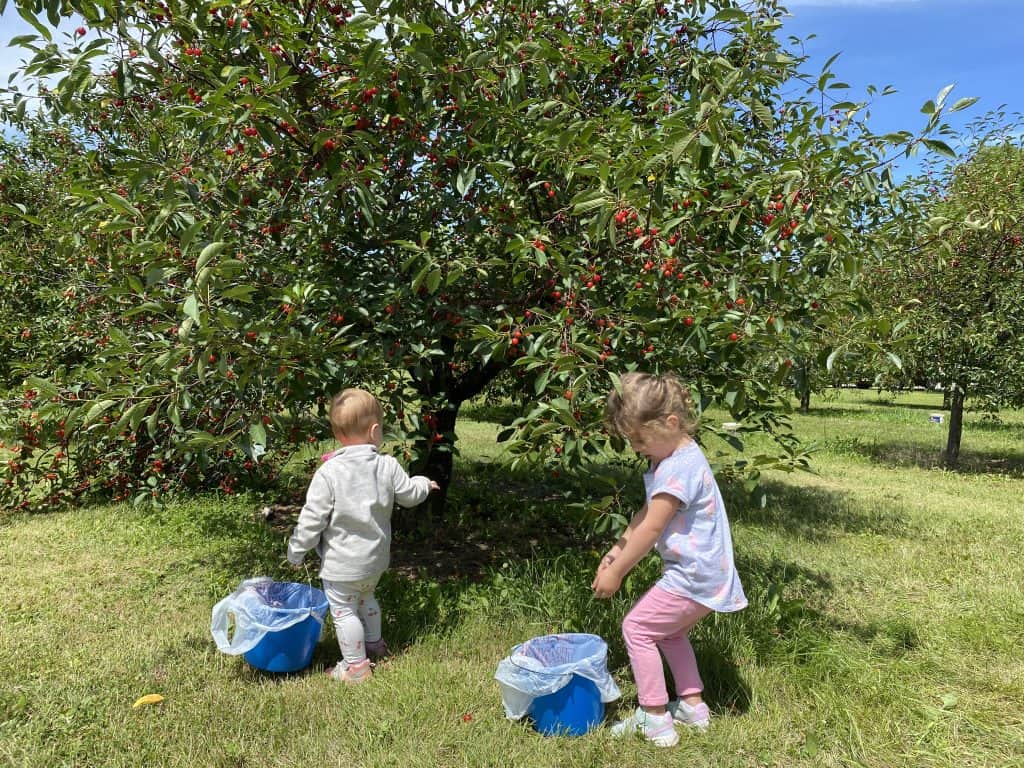 two little girls picking cherries