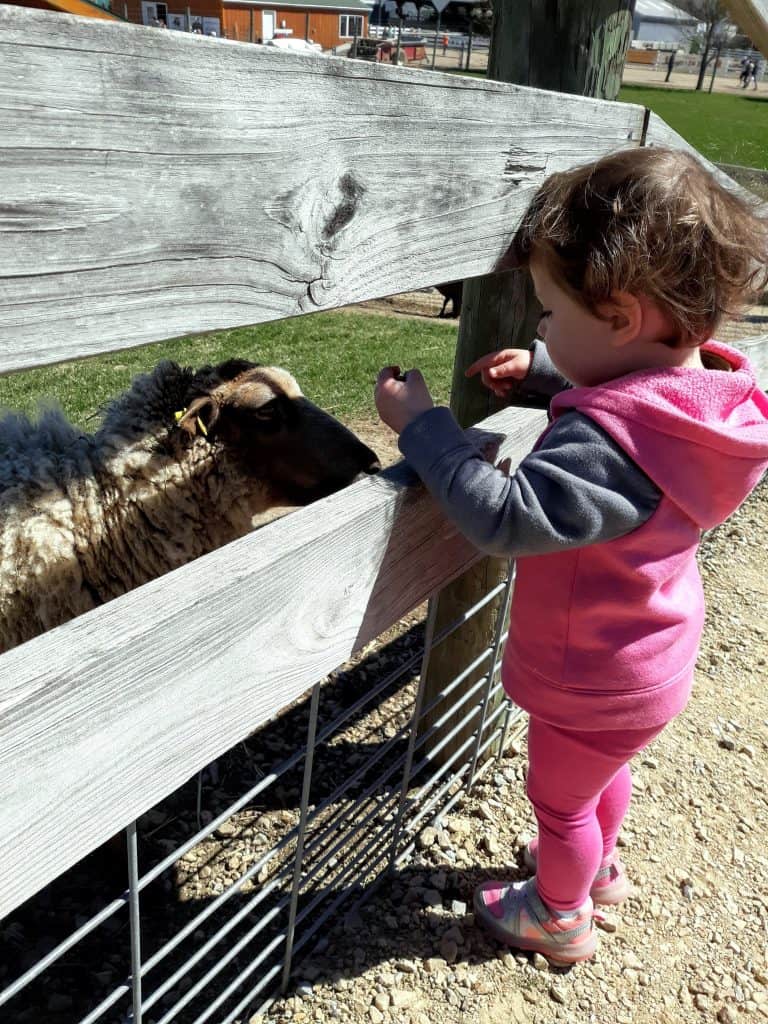 toddler feeding goats