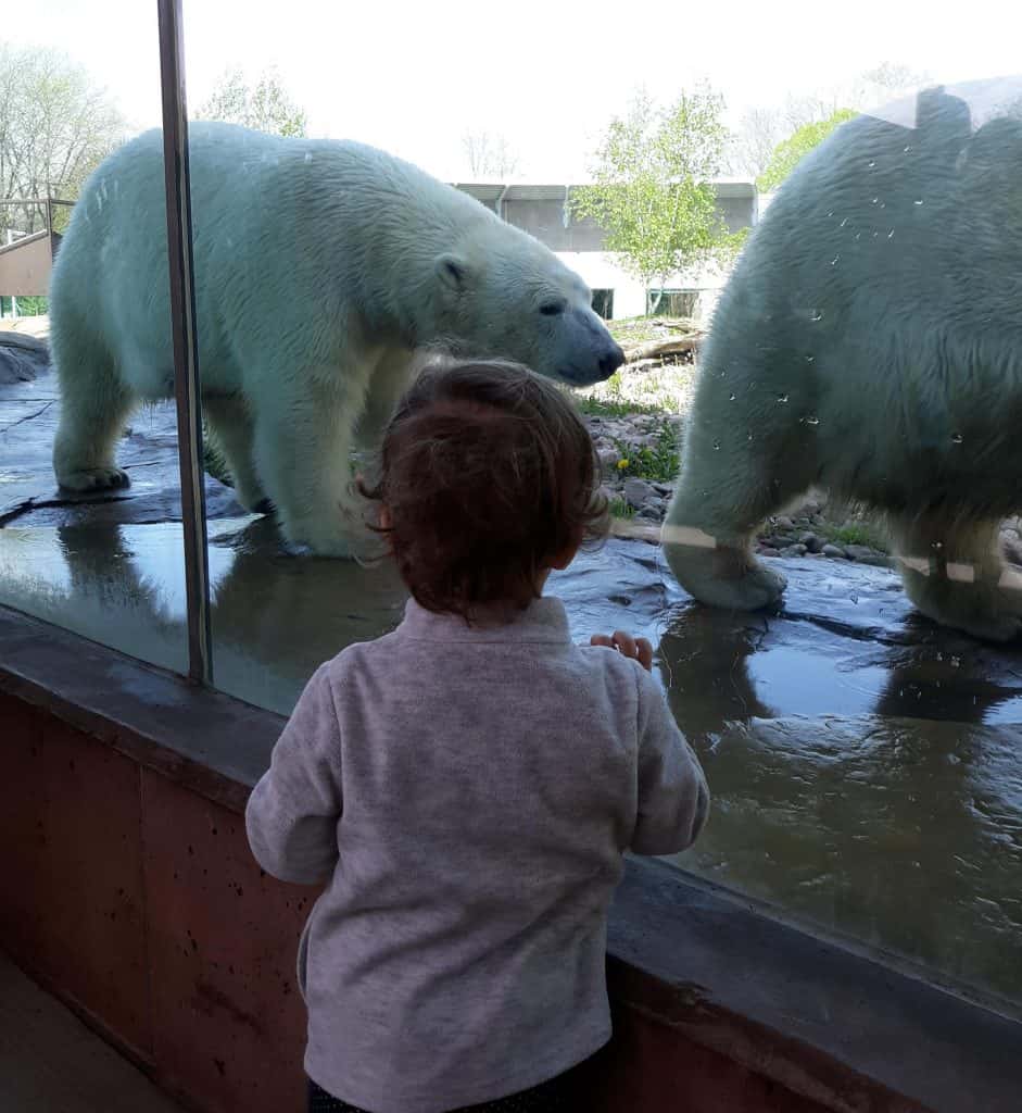 toddler watching two polar bears