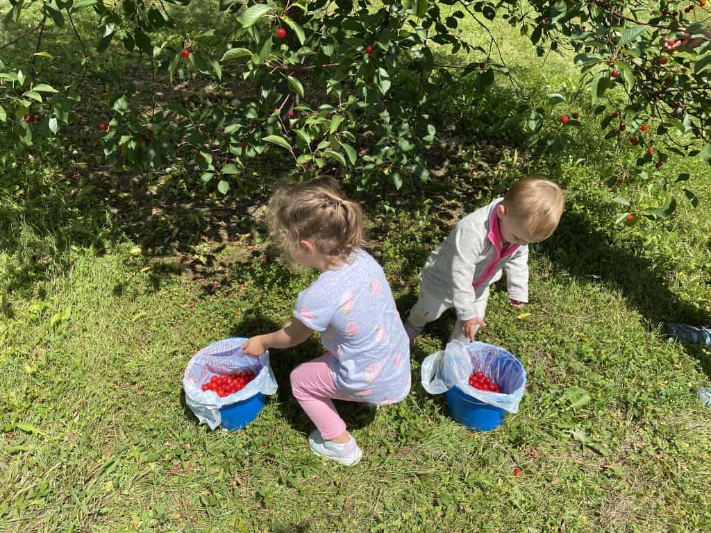 two toddlers picking cherries