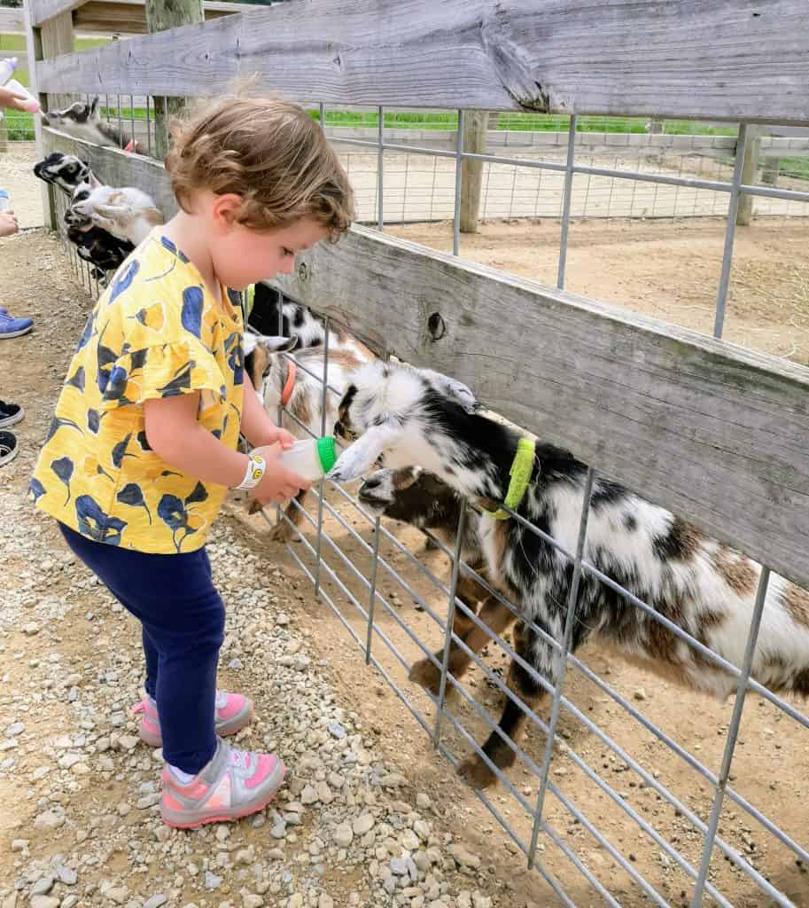 Feeding baby goats at the petting farm.