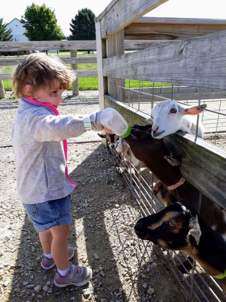 toddler feeding goats