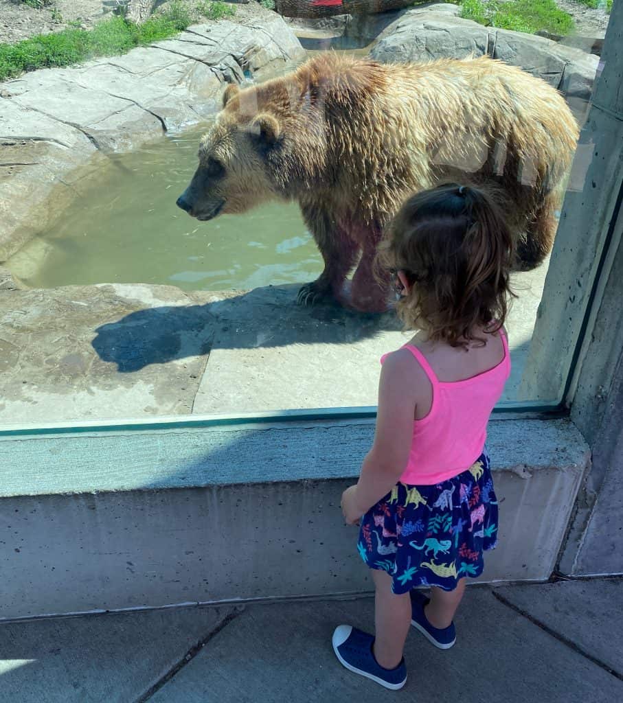 Child looking through glass at brown bear.