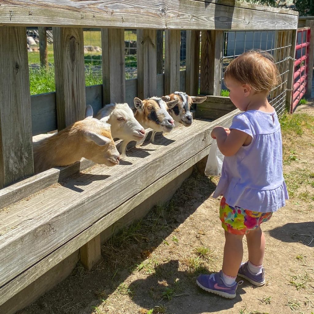 toddler feeding goats