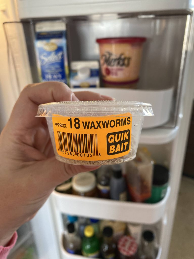 a container of wax worms