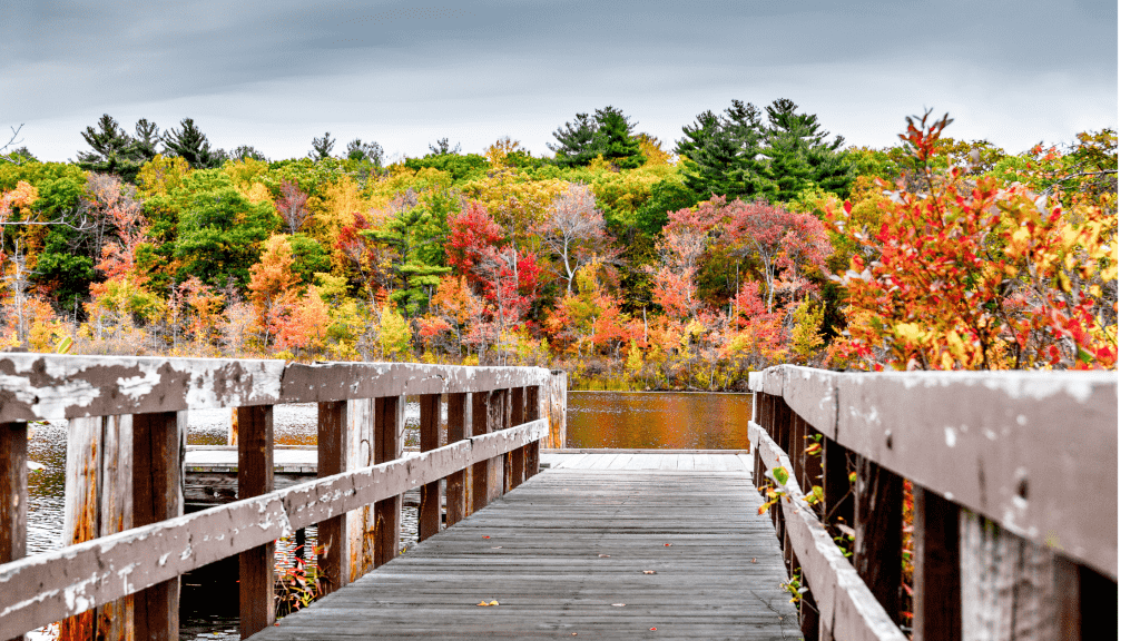 wooden bridge with beautiful fall foliage background