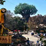 Tree of Life at Animal Kingdom
