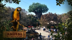 Tree of Life at Animal Kingdom